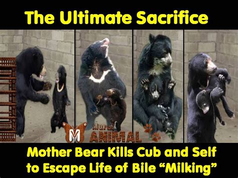 Mother Bear Killed The Cub To Save It From A Life Of Hell Youtube