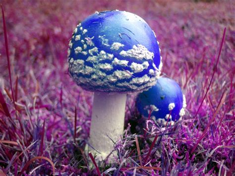 1000 Images About Fungi On Pinterest Mushrooms Fungi And Slime