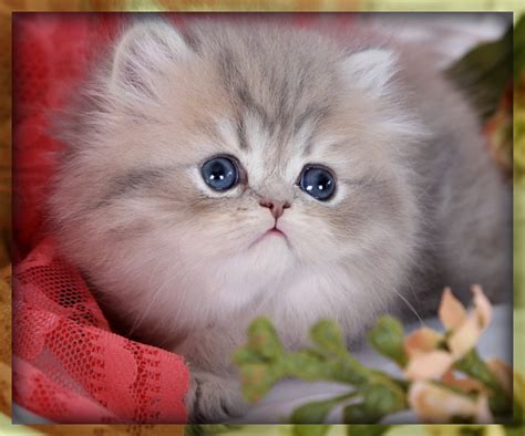 Blue Chinchilla Golden Dollface Persian Kitten For Salepre Loved
