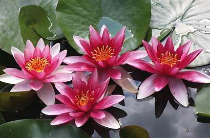 Lily Water Desktop Flower Lake Pond Pocketfullofgrace