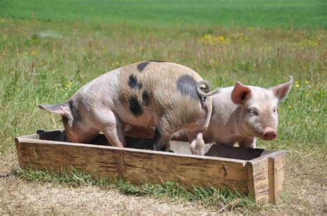 8 Facts About Teacup Pigs That Arent So Cute
