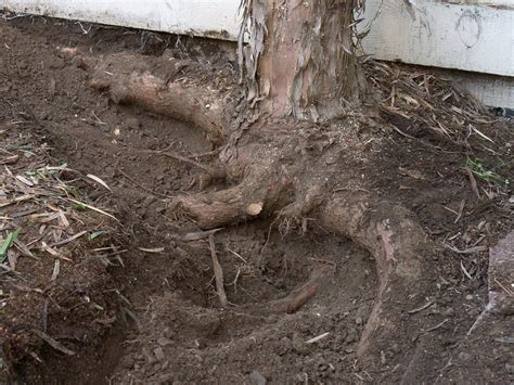 Invasive Tree Root Information Learn About Trees With
