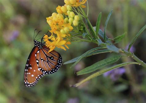 Plight Of Texas Butterflies Highlighted In Documentary