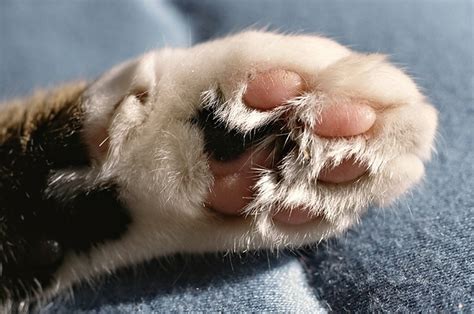 The 18 Cutest Pictures Of Cats Paws