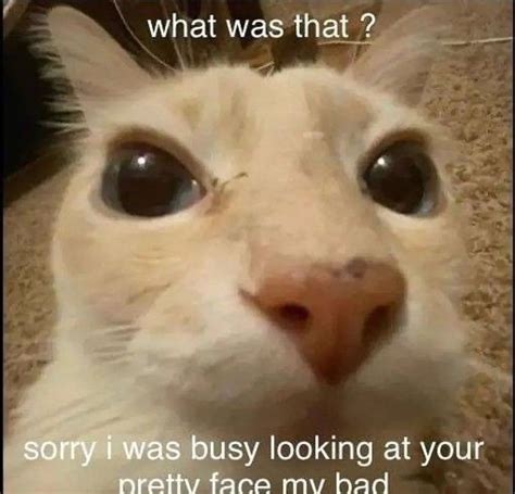 Awkwardly Funny Cat Meme