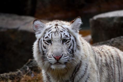 Bengal Cub Orissa A White Bengal Tiger Taken At The Memp Flickr