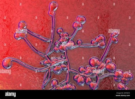 Candida Fungi Illustration Stock Photo Alamy