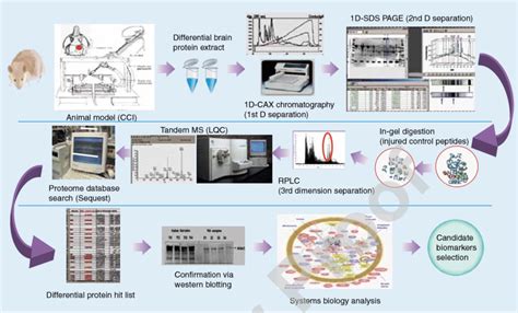 Proteomics Based Biomarker Discovery Cci Controlled Cortical Impact