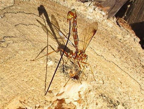 Hym Ichneumonidae Megarhyssa Greenei Giant Ichneumon Wasp Stump