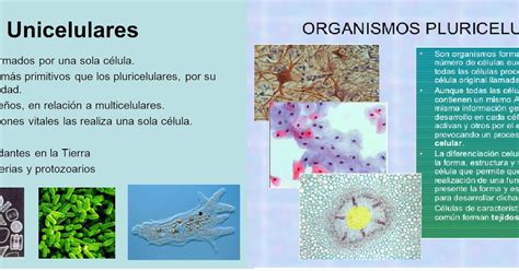 ℒ𝓪 𝓒𝓲𝒆𝓷𝓬𝓲𝓪 𝓭𝒆 𝓐𝓹𝓻𝒆𝓷𝓭𝒆𝓻 Organismos Unicelulares Y Pluricelulares