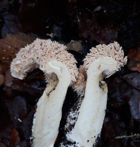 Fungos De Gallaecia Y Norte De Lusitania Hongos TeratolÓgicos O