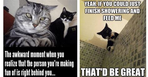 Purrfectly Hilarious Cat Memes For A Whisker Tickling Good Time