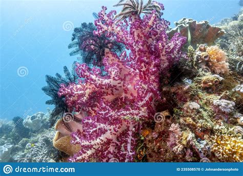 Alcyonacea Or Soft Corals Stock Photo Image Of Pacific 235508570