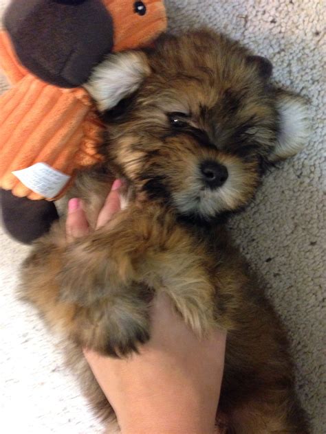 Schnauzer Shih Tzu Mix Teddy Bear Puppy So Cute Pinterest