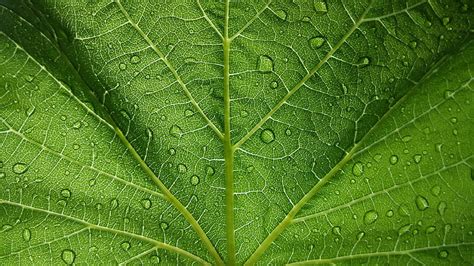 Vine Leaf Nature Vine Green Leaf Hd Wallpaper Peakpx