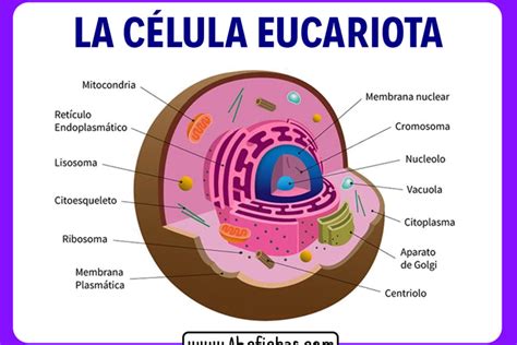 Esquemas Galledor Partes De La Clula Eucariota