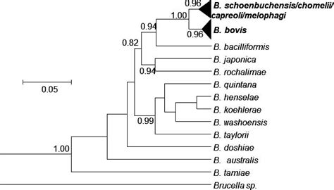 A Phylogenetic Tree Based On The Partial Rpob Gene Sequences Showing