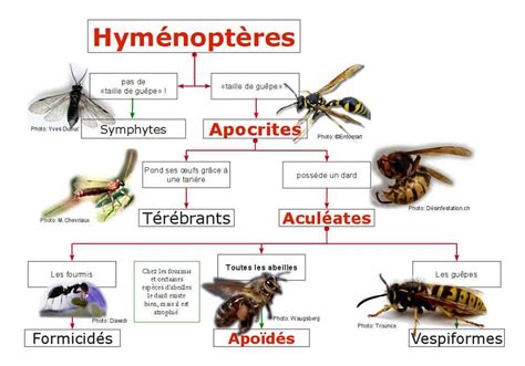 Quest Ce Quune Abeille Toutes Les Abeilles Appartiennent à Lordre