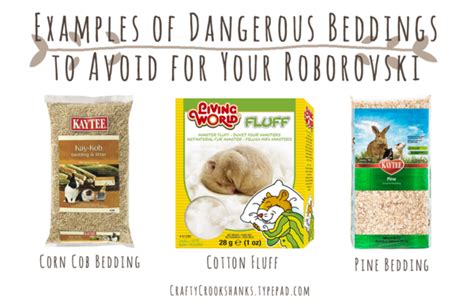 Roborovski Dwarf Hamster 101 Essential Basics Care And Information Crafty Crookshanks