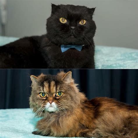 Ac0915 And Ac0916 Et And Elmo Male Persian X Scottish Fold Cat In Wa