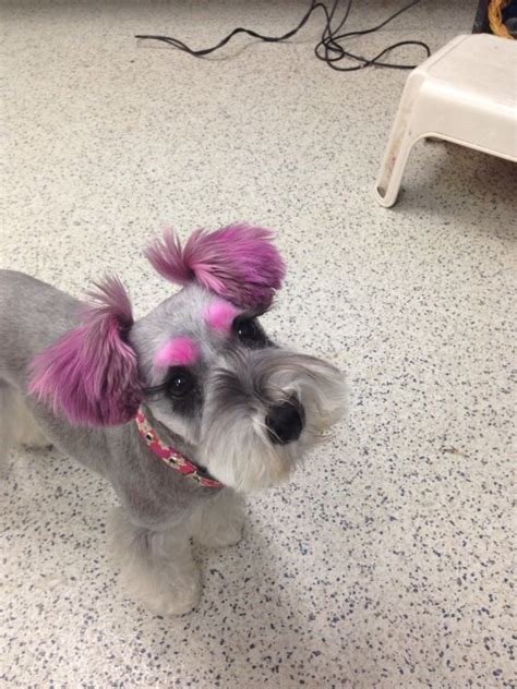 Repinned More Creative Dog Grooming Miniature Schnauzer Puppies