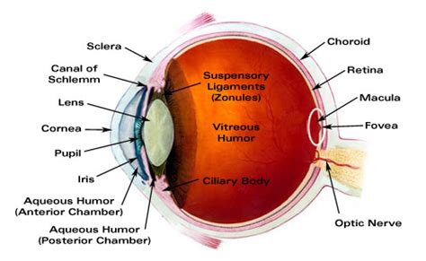 Major Ocular Structures Laramy K Independent Optical Lab Digital