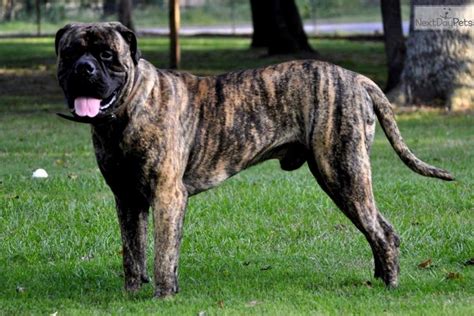 Bull run kennel of oklahoma has beautiful red, brindle & cream bullmastiff puppies available for sale. Bullmastiff puppy for sale near Shreveport, Louisiana ...