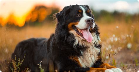 The 14 Best Farm Dog Breeds Ifas Helping To Grow Blog