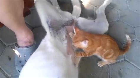 Dog Breastfeeding Cat Youtube
