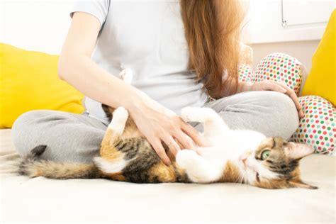 Toxoplasmose Bij Katten Oorzaken Symptomen Behandelingen Kattentuin