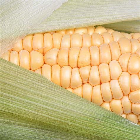 Yellow Corn Corn Baldor Specialty Foods