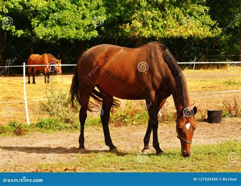Photo Of A Beautiful Horse In The Farm Stock Photo Image Of Beauty