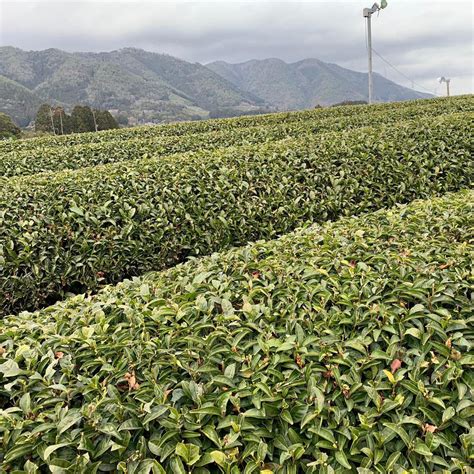 Exploring The Green Teas Of Japan Heavenly Tea Leaves Blog