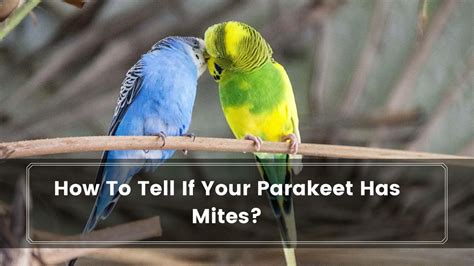 How To Tell If Your Parakeet Has Mites Birds News