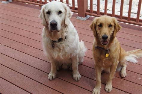 Golden Retriever Rescue Ma Petsidi