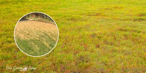 Top 5 Causes Of Yellow Spots In Grass How To Fix Them