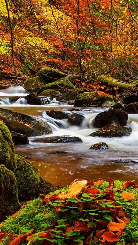 Stream In The Colorful Autumn Forest Wallpaper Backiee