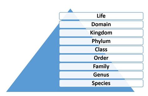 Five Kingdom Classification Of Organisms By Whittaker