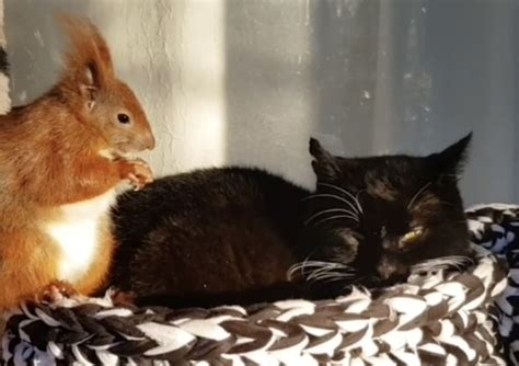 the purr fect friendship meet the squirrel and cat who are best pals