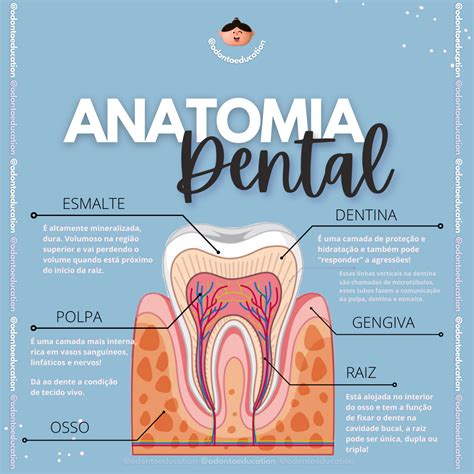 Anatomia Dental 🦷 Anatomia Mapas Mentais