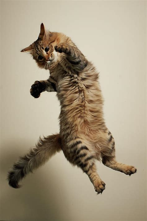 Jumping Long Haired Tabby Cat Photograph By Akimasa Harada