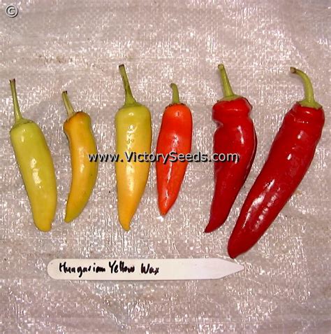 Hungarian Hot Wax Pepper Plants Ubicaciondepersonascdmxgobmx