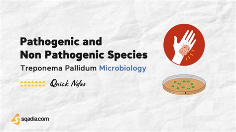 Treponema Pallidum Microbiology