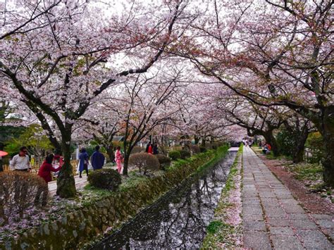 Cherry Blossom Japan Itinerary
