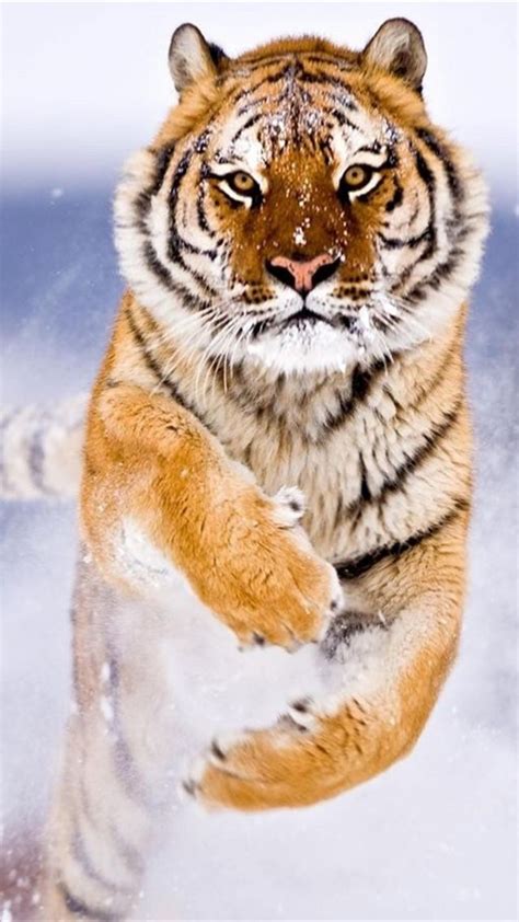 Wallpaper Tiger Cute Animals Snow Winter 8k Animals 17107