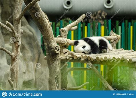 Giant Panda Bear Sleeping On A Wooden Bench Stock Image Image Of