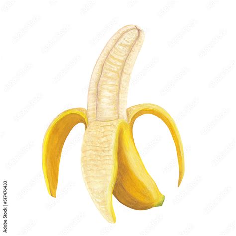 Half Peeled Banana Drawing Open Banana Hand Drawn Illustration