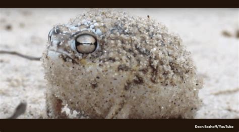 This Desert Rain Frogs Little Squeaks Are The Sweetest Thing Out There Trending News The