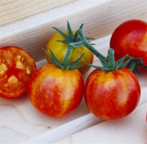 Tomato Isis Candy Cherry 25 Seeds Ebay