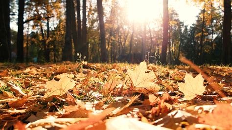 Fallen Yellow Leaves On Ground In Forest Sun Stock Footage Sbv